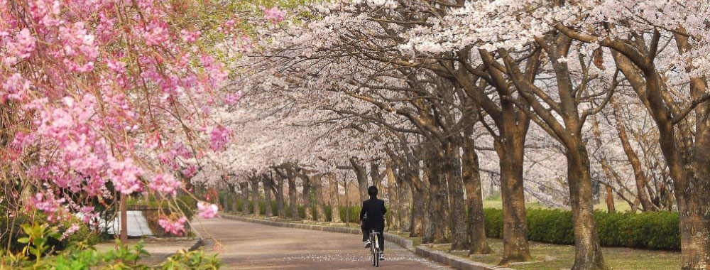 京都倶楽部